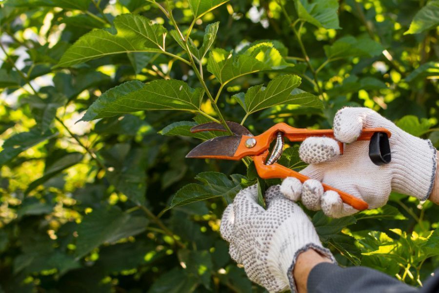 Jardinería: servi clean-podar